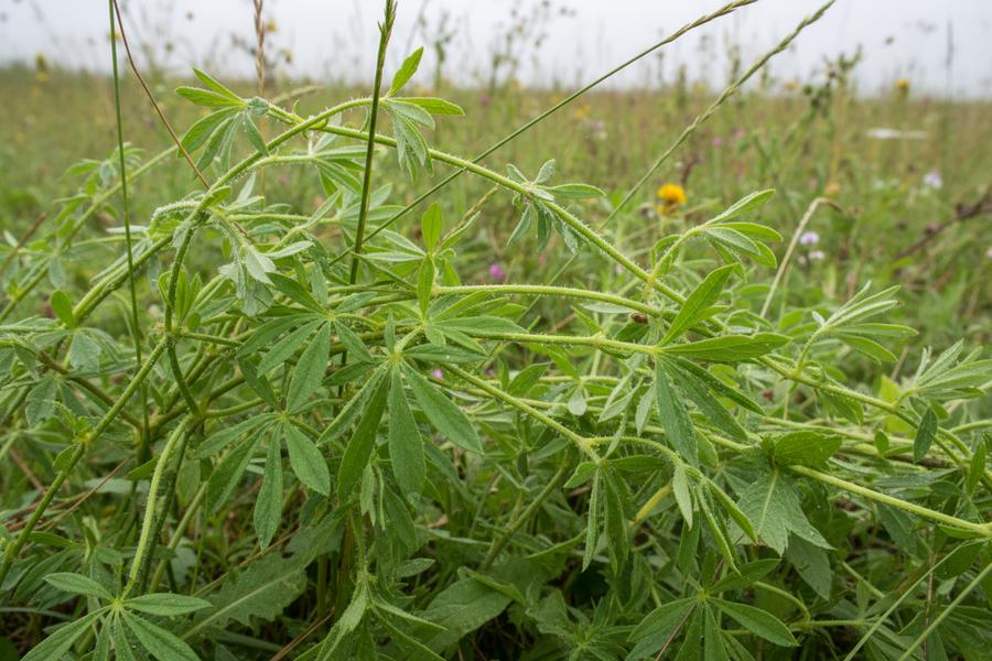 Cleavers