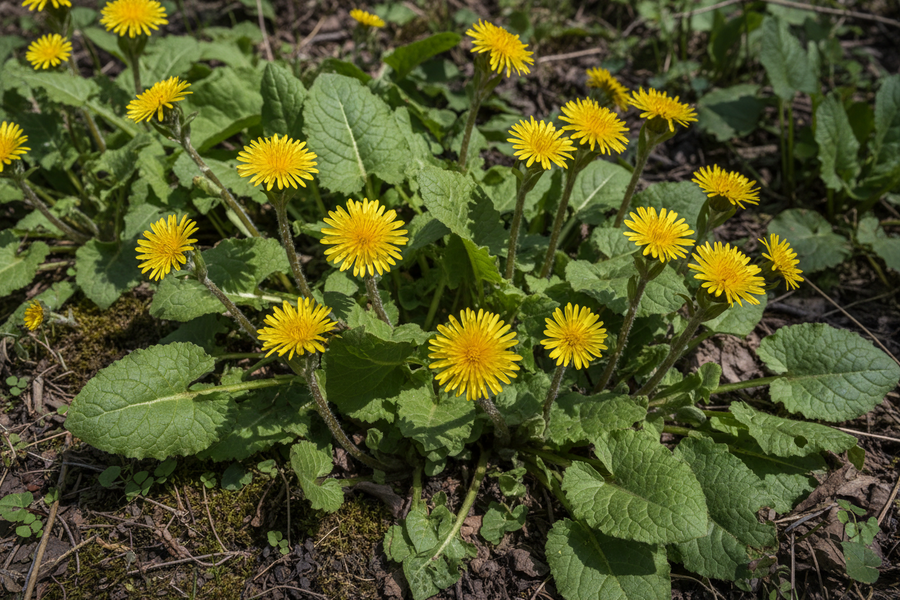 Coltsfoot